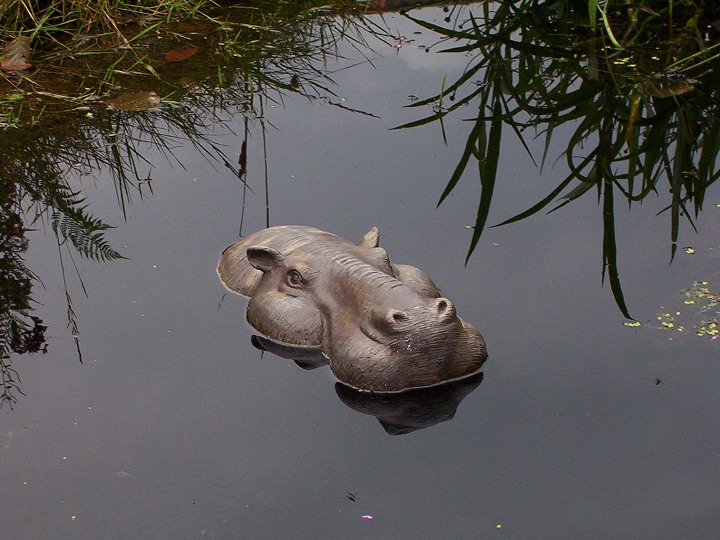 Das Nilpferd im Gartenteich...