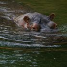 das Nilpferd im neuen Hippodrom