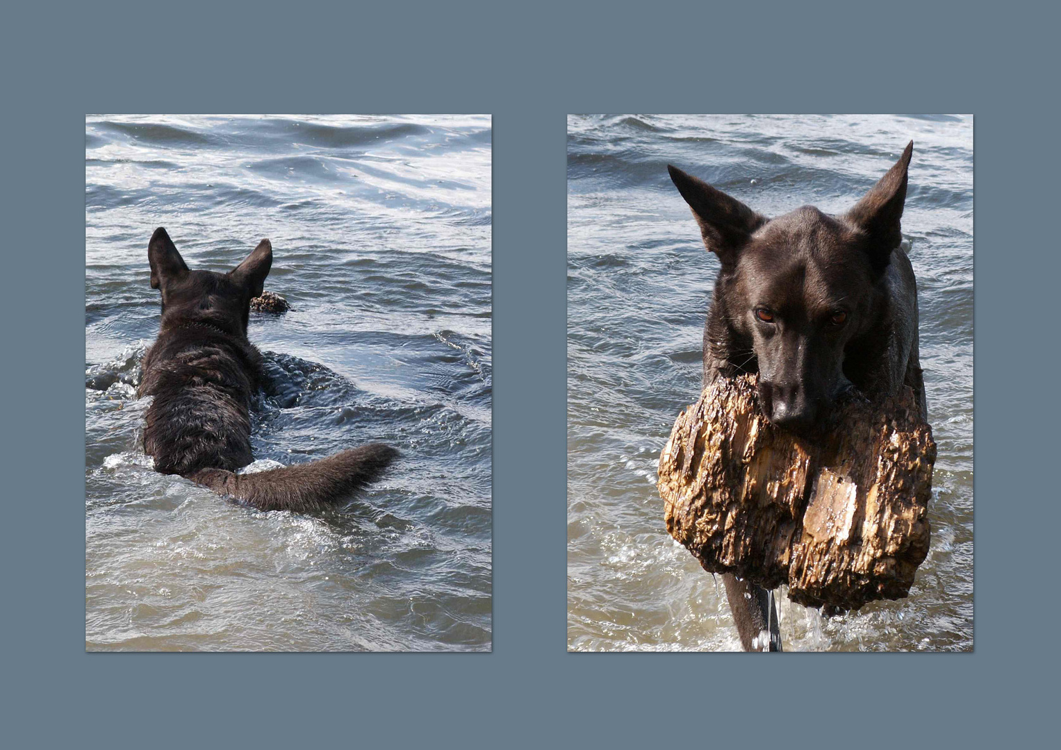 Das Nilpferd mit den großen Ohren ;-)