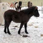 Das noch nicht einmal 1/2-Jährige Stutfohlen hat auch ein warmes Winterfell.