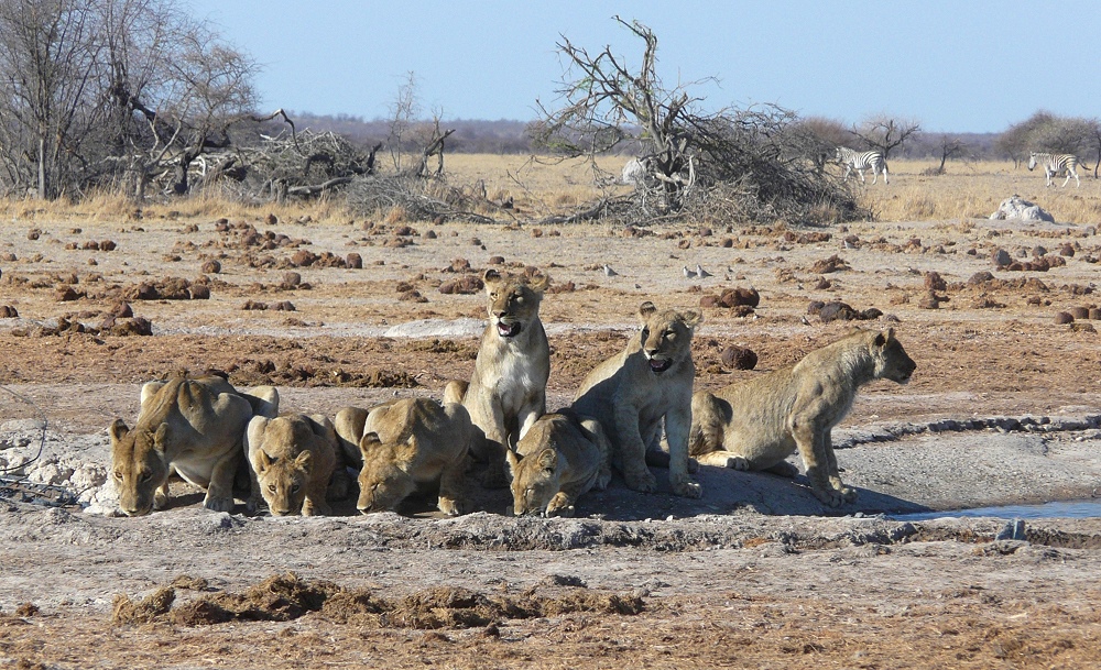 Das Nordrudel - Nxai Pan - Botswana