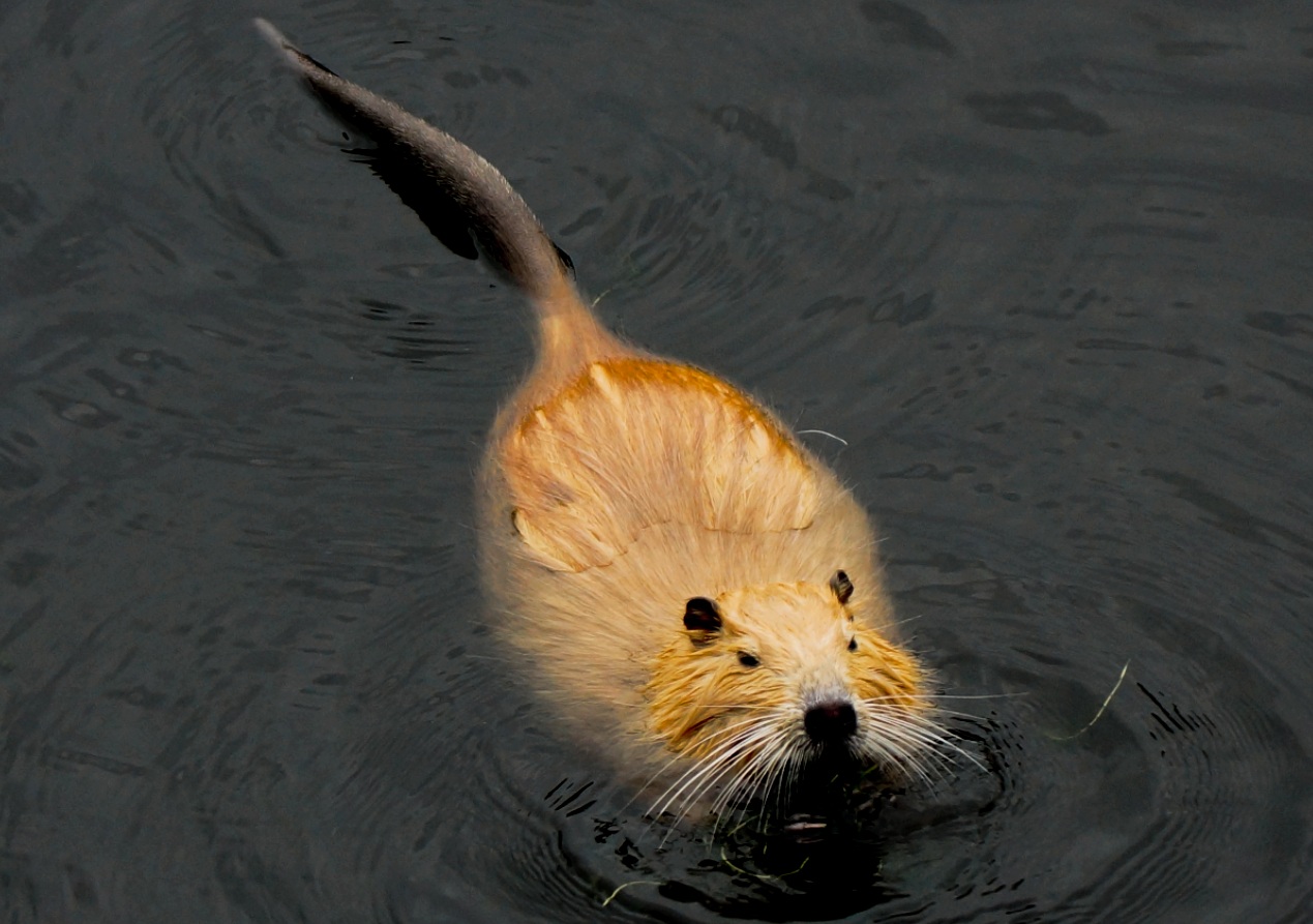 DAS NUTRIA AN DER LENNE... 