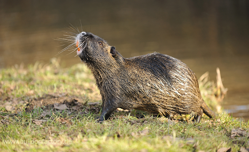 Das Nutria