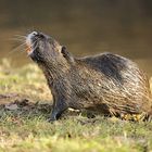 Das Nutria