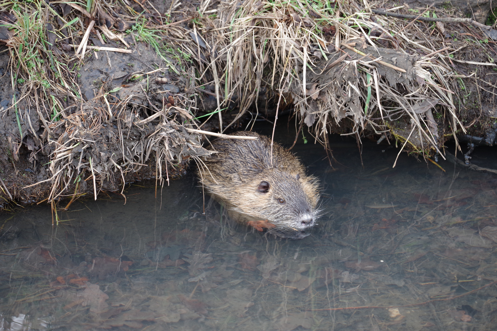 Das Nutria während Spaziergang entdeckt