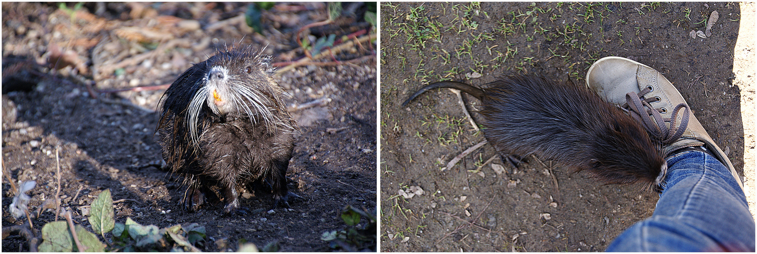 Das Nutria war sehr anhänglich