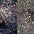 Das Nutria war sehr anhänglich