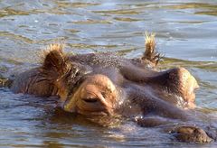 das obligate Nilpferd guckt aus Wasser Foto