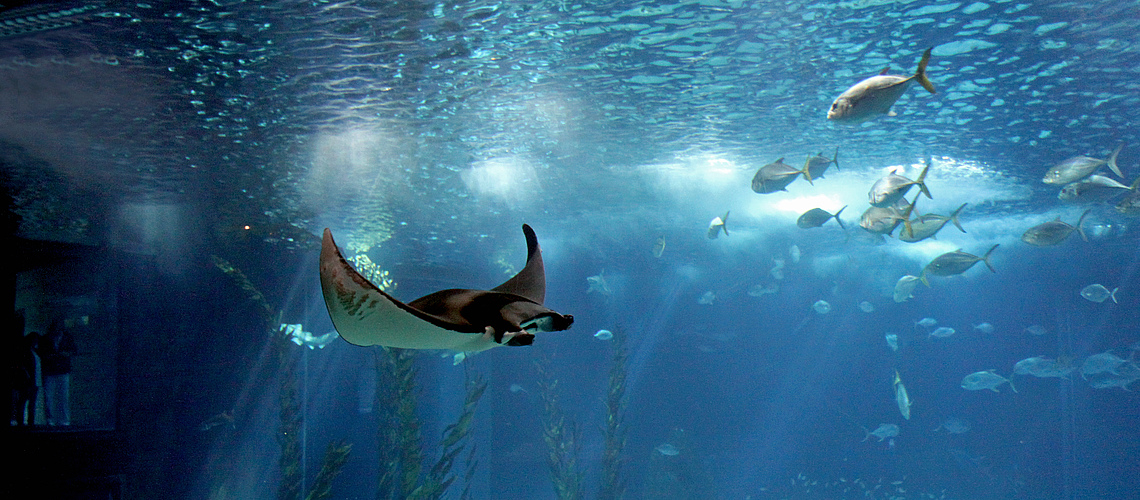 das oceanário de lisaboa ist das coolste was ich je gesehen habe