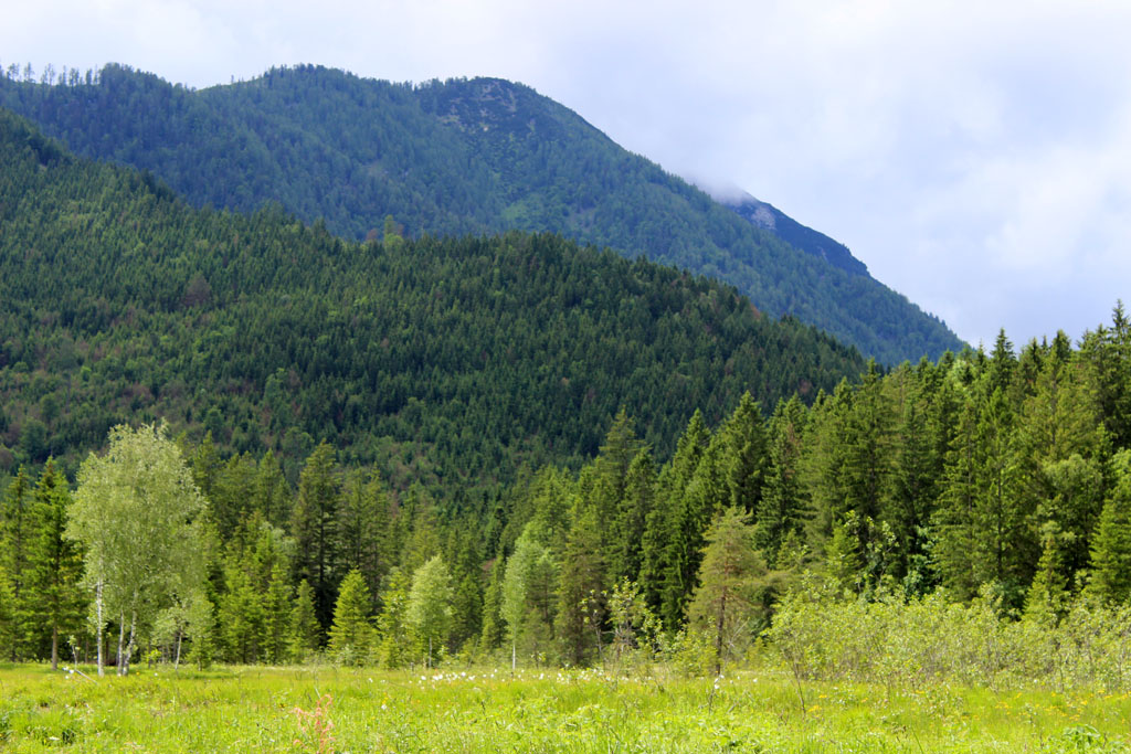  Das Ödensee Moor Juni 2016 