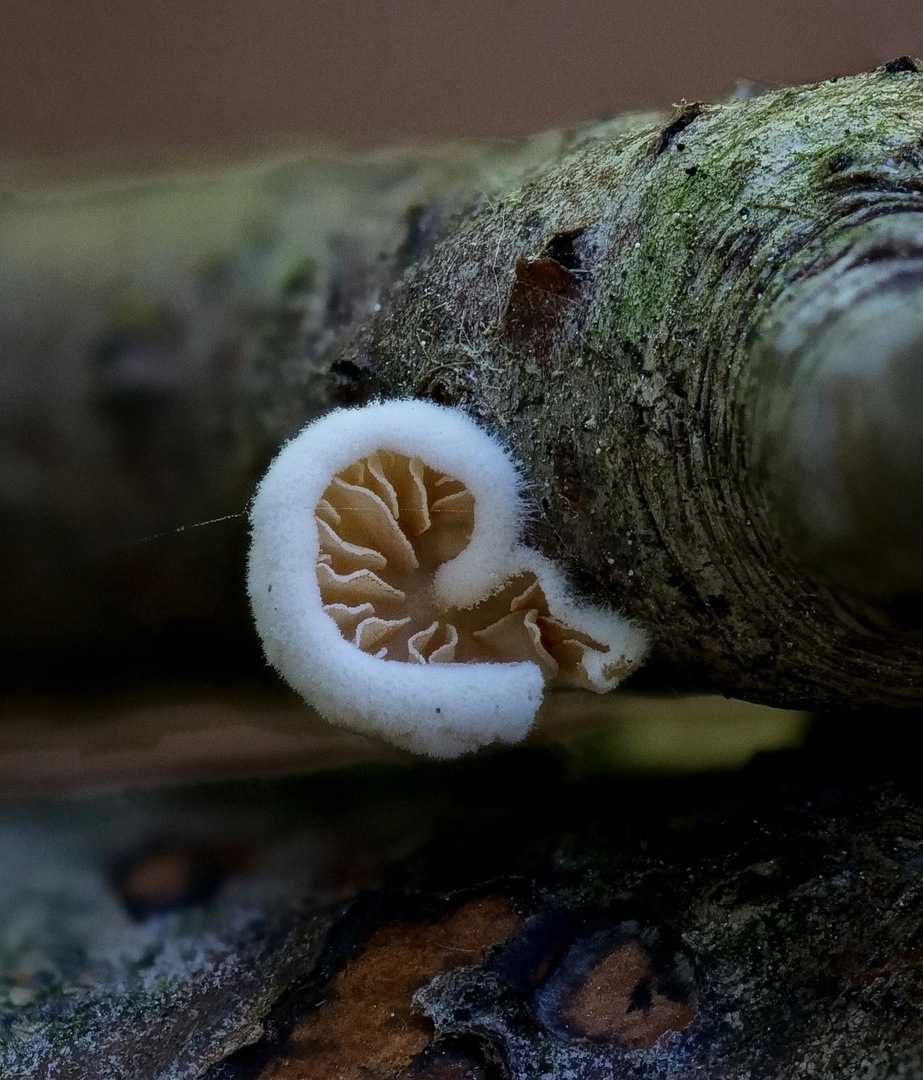 Das Ohr am Baum