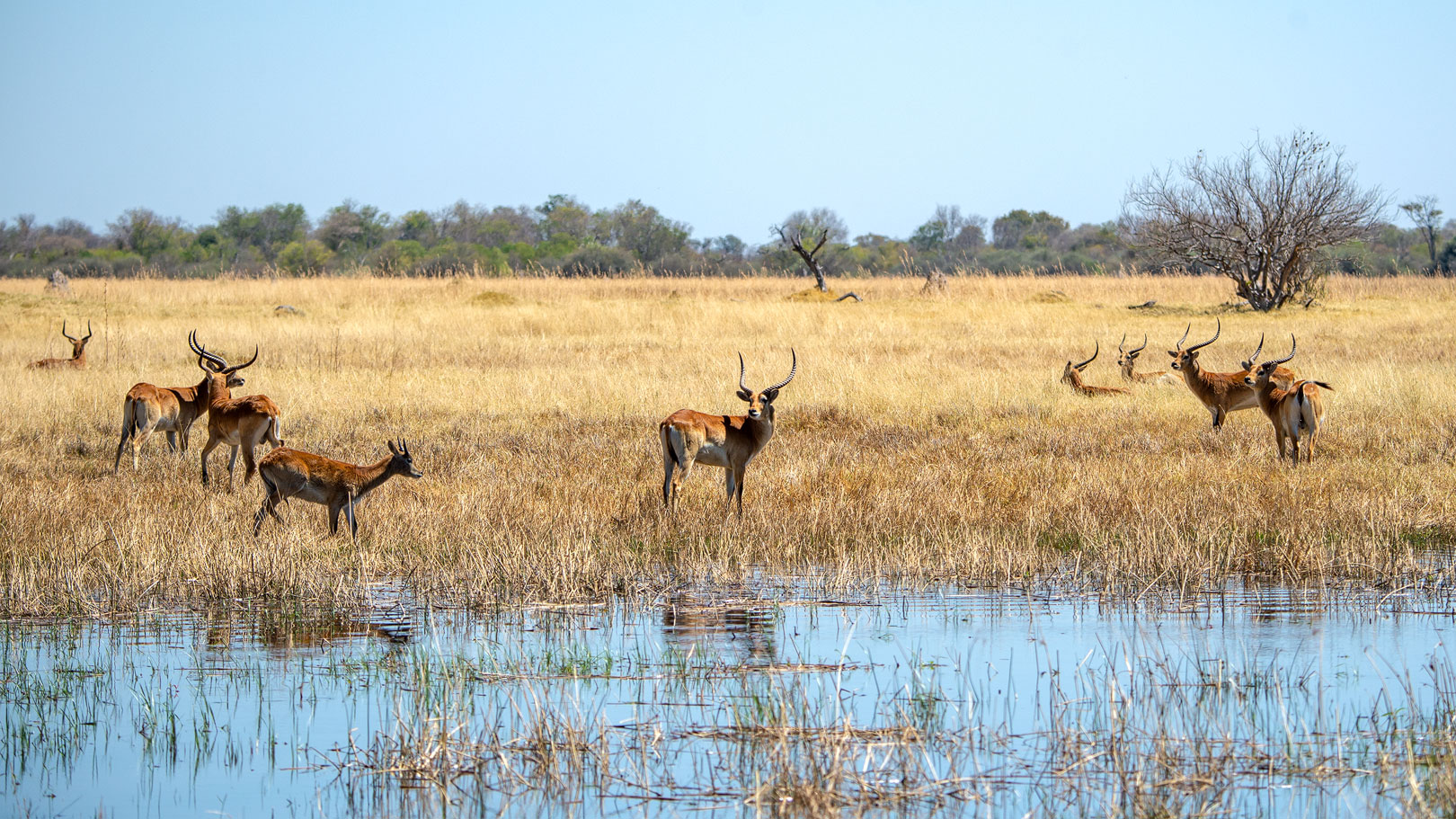 Das Okavango Delta