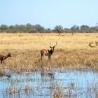 Das Okavango Delta