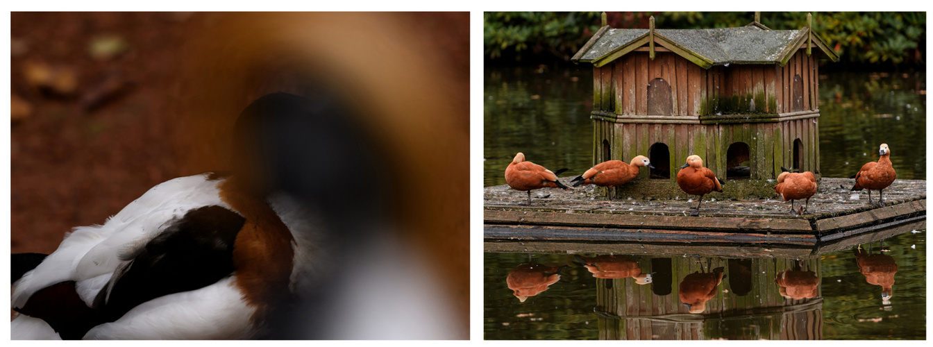 Das Oldenburger ... (tierisches Wochenende)