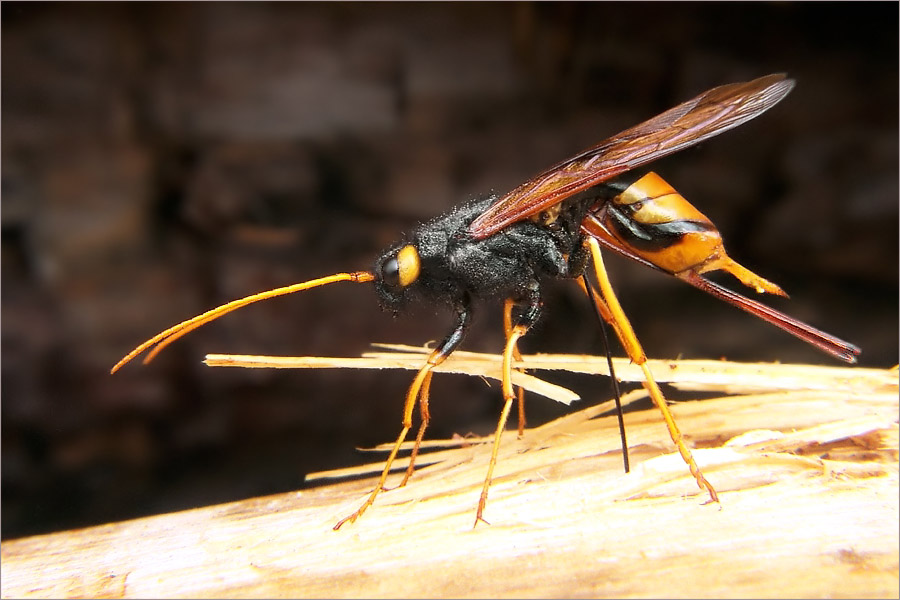 Das Opfer: Riesenholzwespe Urocerus gigas