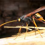 Das Opfer: Riesenholzwespe Urocerus gigas