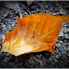 Das orange Blatt