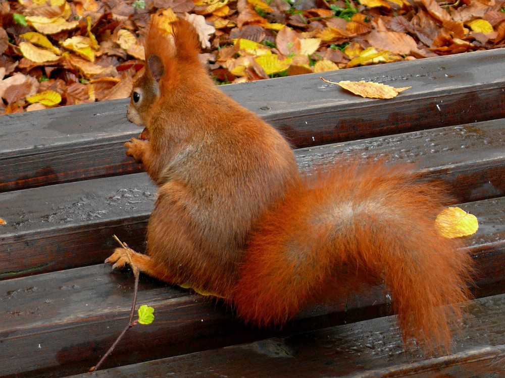 Das Orange Wuselchen......