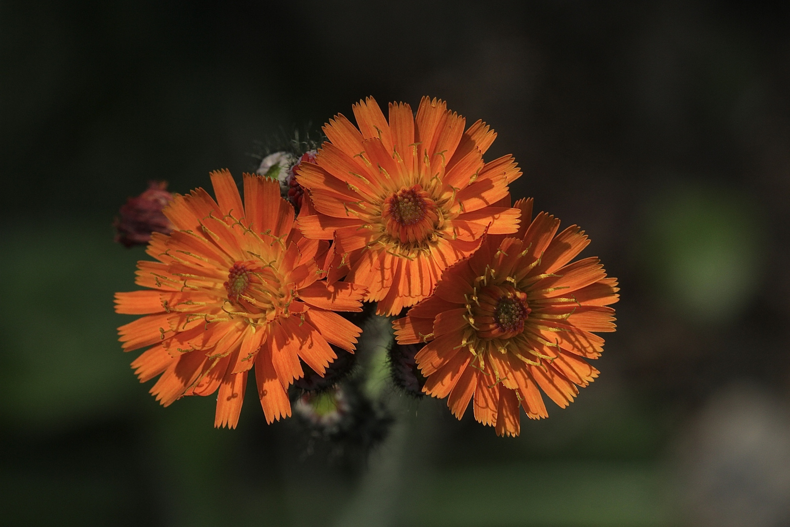 Das Orangerote Habichtskraut (Hieracium aurantiacum) ...