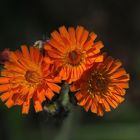 Das Orangerote Habichtskraut (Hieracium aurantiacum) ...