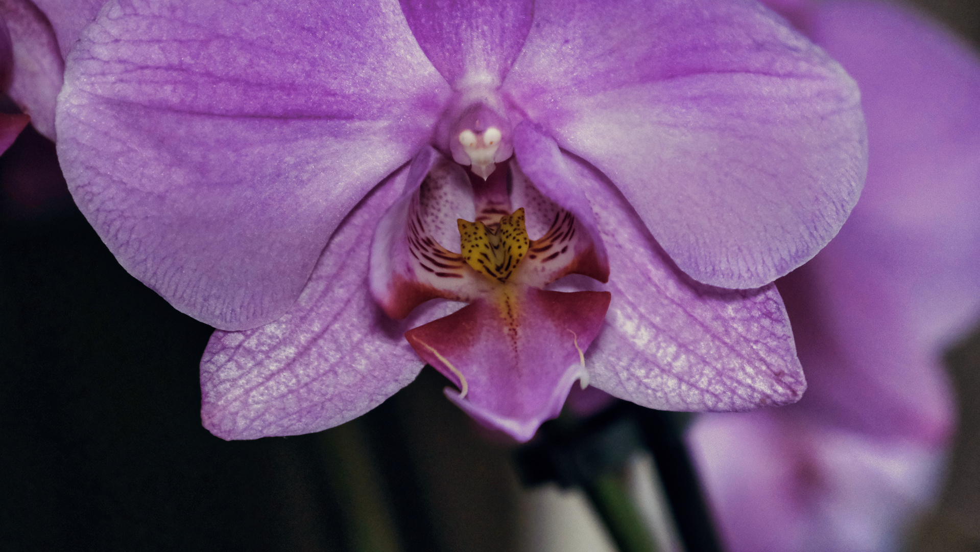 Das Orchideen Gesicht