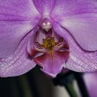 Das Orchideen Gesicht