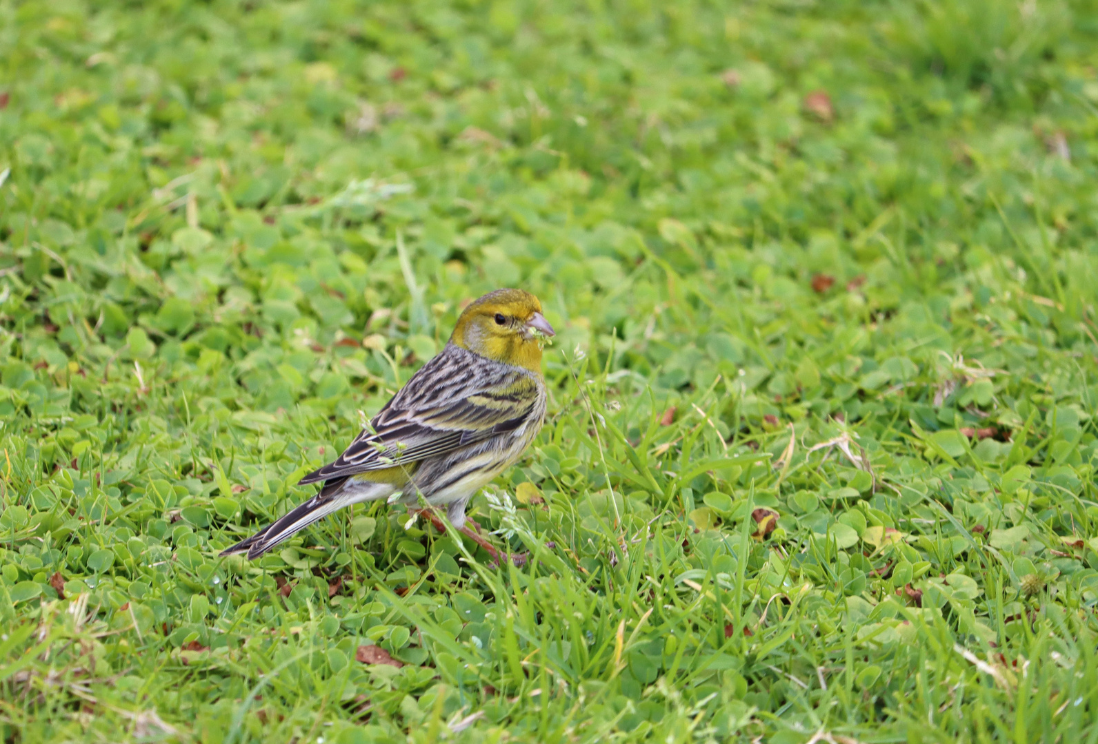 Das Original: der "Kanarienvogel"