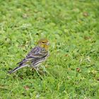 Das Original: der "Kanarienvogel"