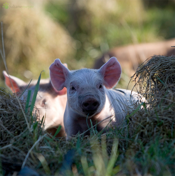 Das Osterschwein