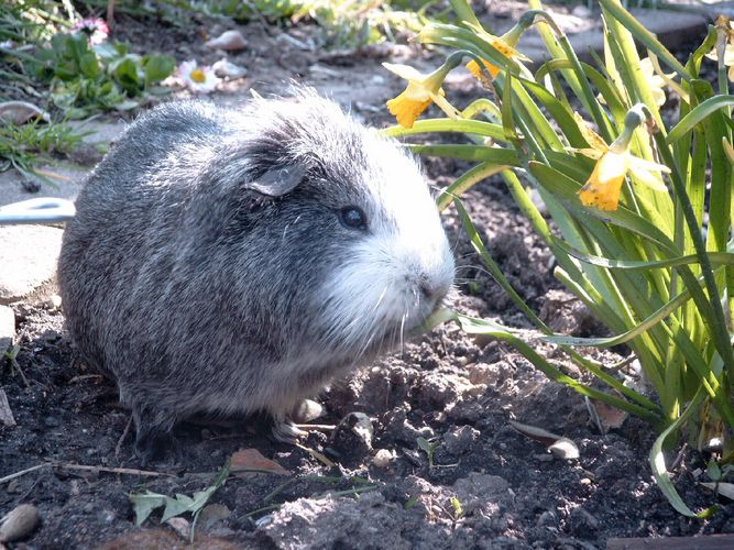 Das Osterschweinchen vor den Osterglocken