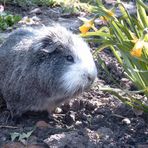 Das Osterschweinchen vor den Osterglocken