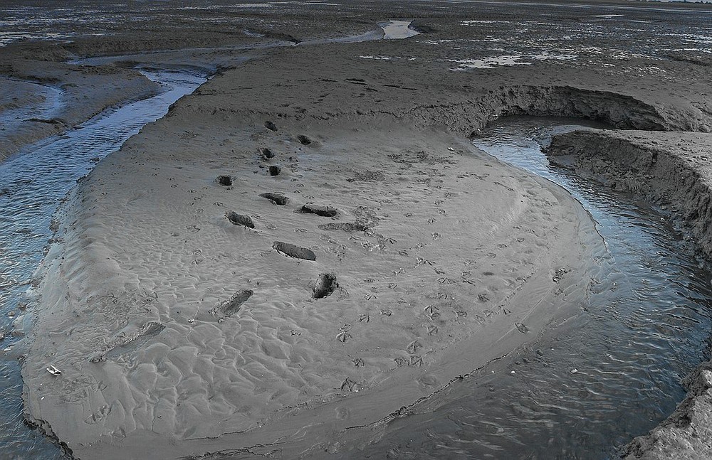 Das Ostfriesische Wattenmeer