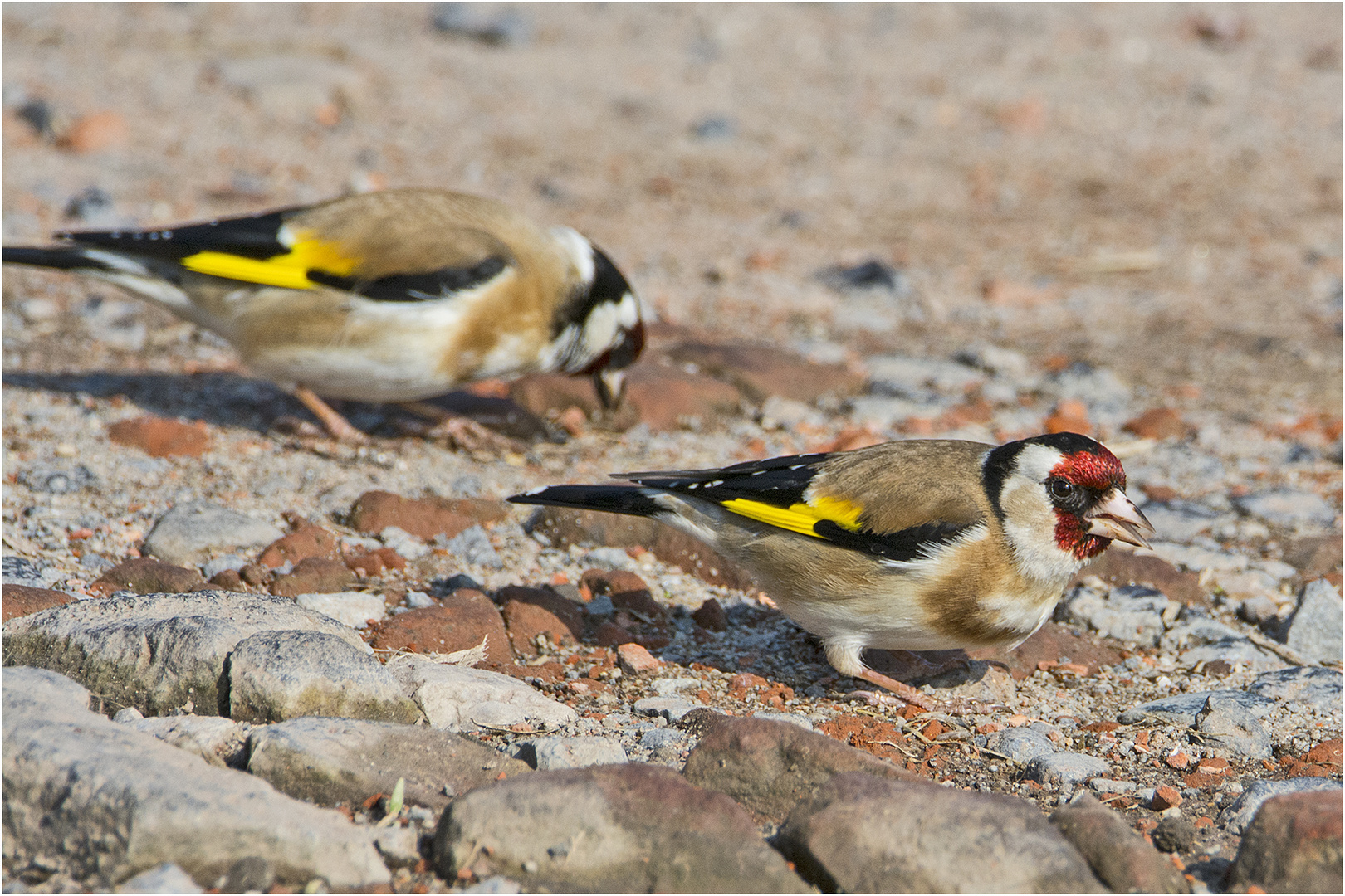 Das Paar Distelfinken (Carduelis carduelis) war intensiv dabei . . .