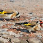 Das Paar Distelfinken (Carduelis carduelis) war intensiv dabei . . .