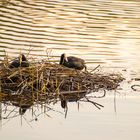 Das Paar im Nest