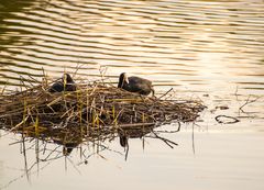 Das Paar im Nest