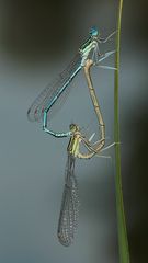 Das Paarungsrad der Blauen Federlibelle (Platycnemis pennipes)