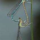 Das Paarungsrad der Blauen Federlibelle (Platycnemis pennipes)