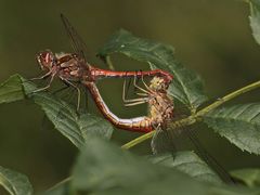 Das Paarungsrad der Gemeinen Heidelibelle (Sympetrum vulgatum)