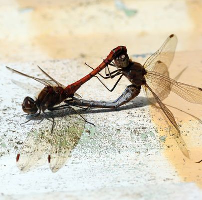 Das Paarungsrad der großen Heidi