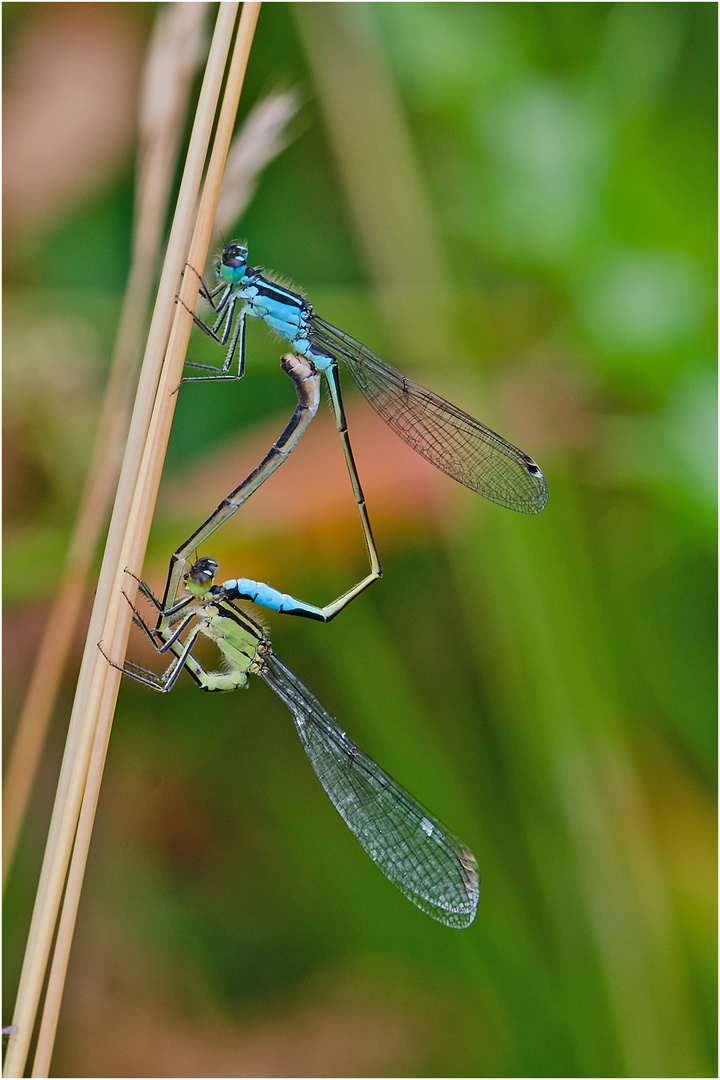 Das Paarungsrad der Großen Pechlibelle (Ischnura elegans) . . .