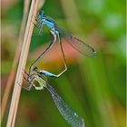 Das Paarungsrad der Großen Pechlibelle (Ischnura elegans) . . .