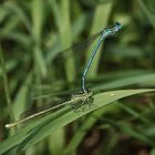 Das Paarungstandem der Blauen Federlibelle (Platycnemis pennipes) ...