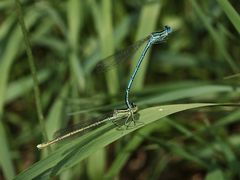 Das Paarungstandem der Blauen Federlibelle (Platycnemis pennipes) ...