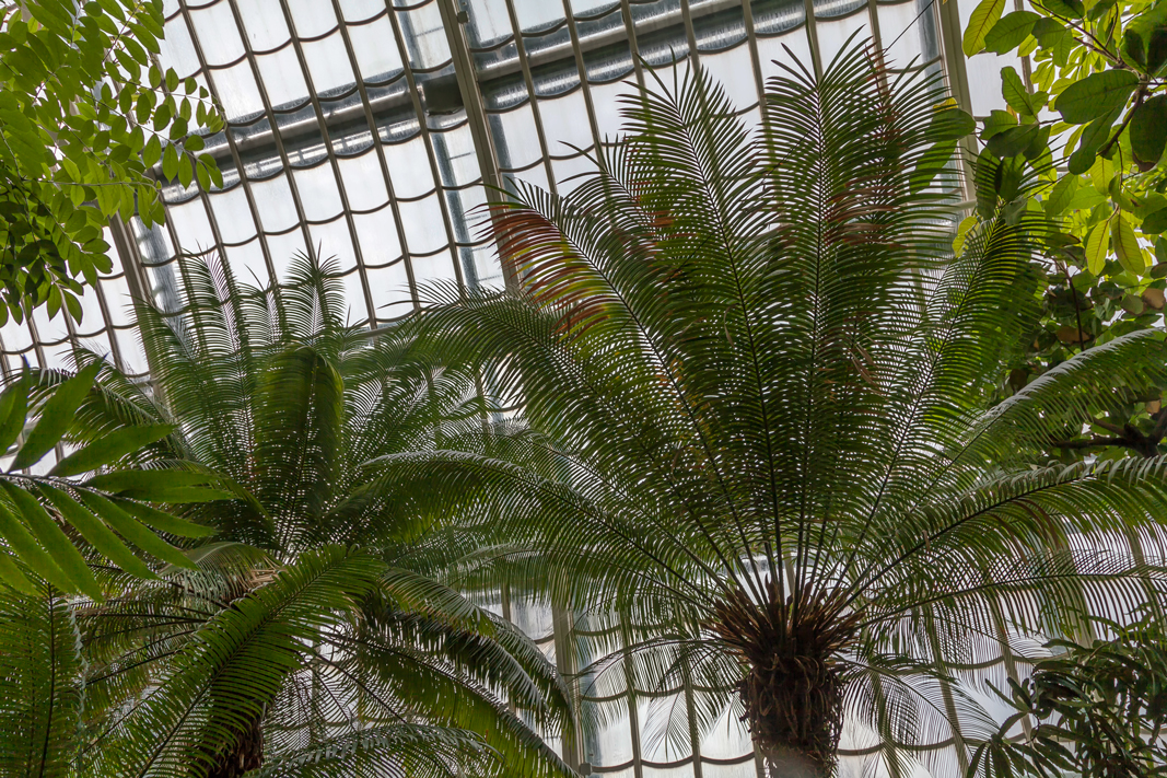 Das Palmenhaus im Schönbrunner Schlosspark