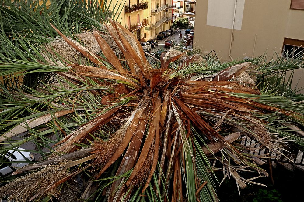 Das Palmensterben in Sciacca geht weiter / La morte delle palme a Sciacca continua (1)