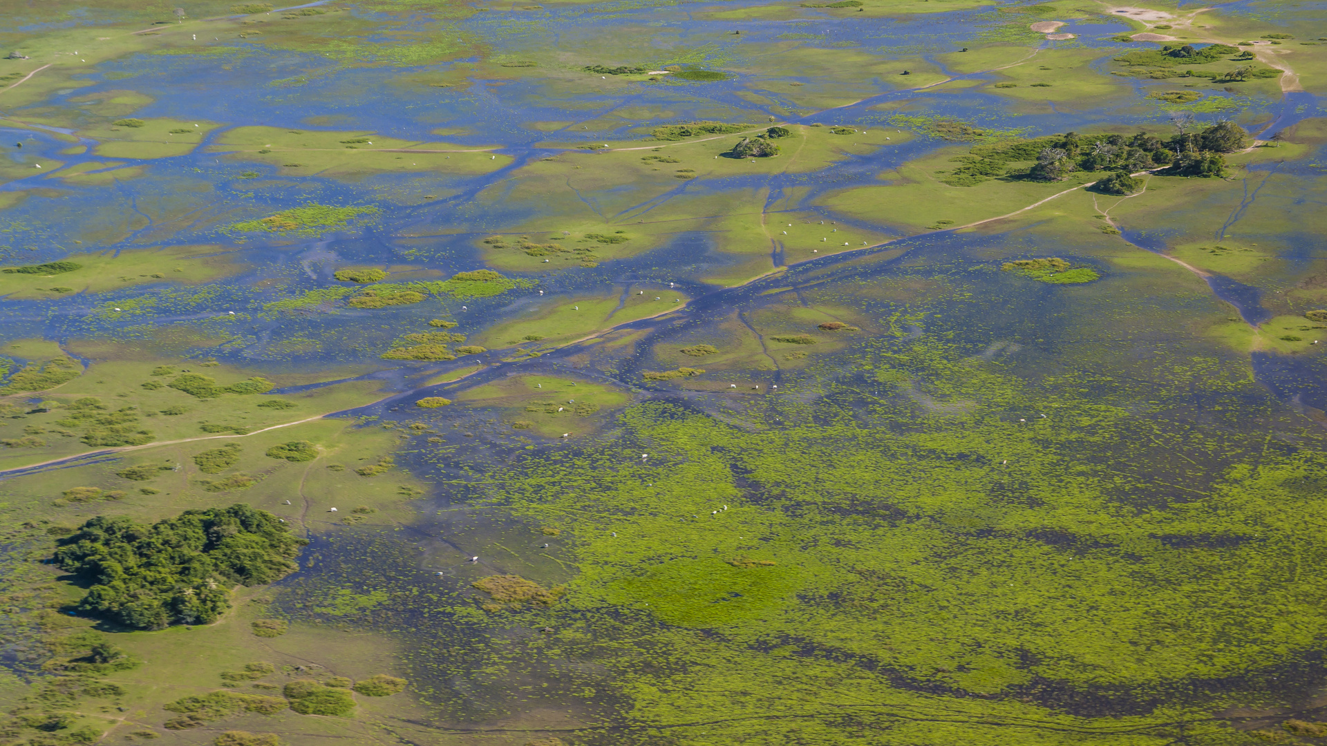 Das Pantanal aus der Luft - I