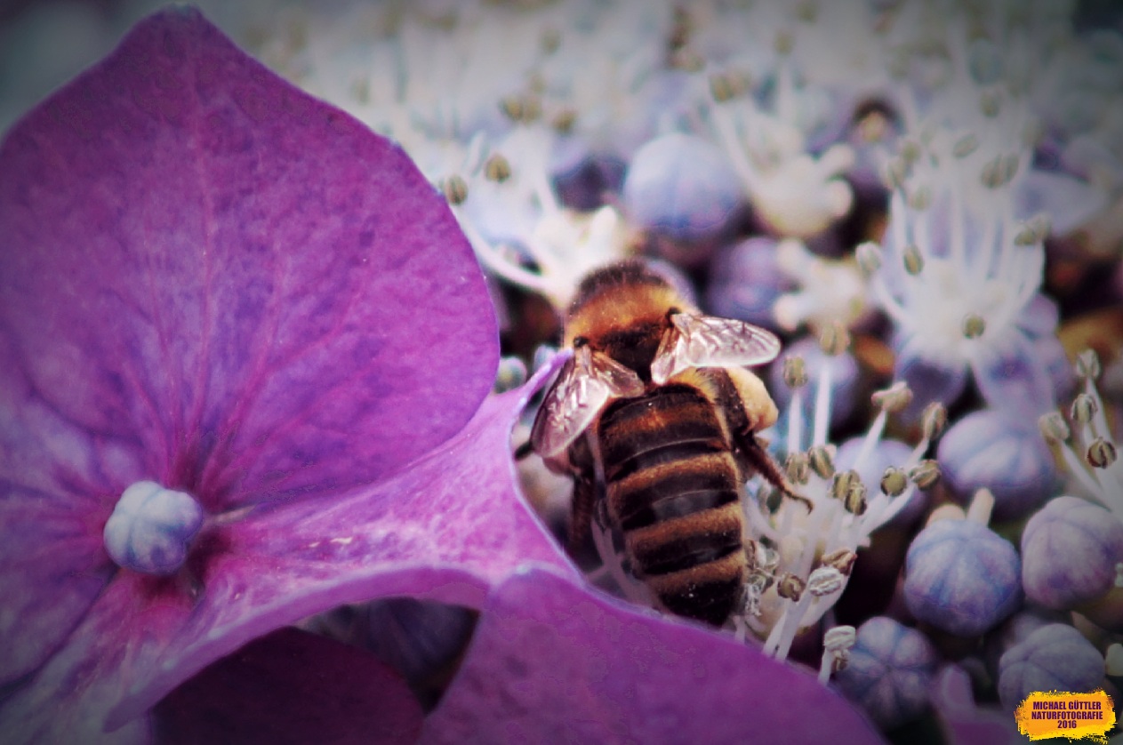 DAS PARADIES DER BIENEN...