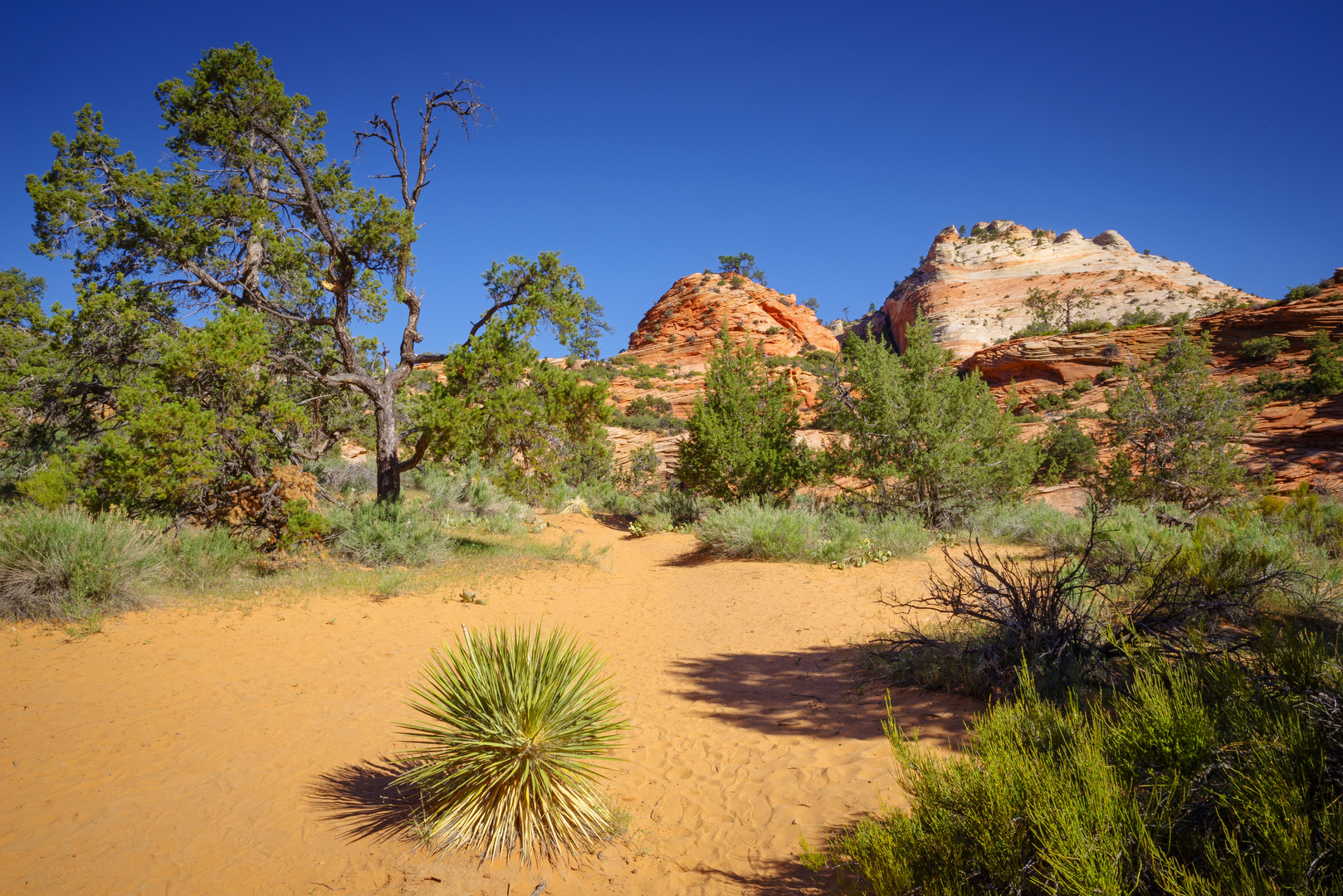 Das Paradies im Zion East