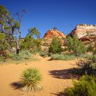 Das Paradies im Zion East